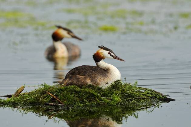 Haubentaucher (Podiceps cristatus) Weibchen sitzt auf Nest mit Männchen im Hintergrund, Rheinland-Pfalz, Deutschland, Europa Copyright: imageBROKER/BurkhardxSauskojus ibxbsa05849128.jpg