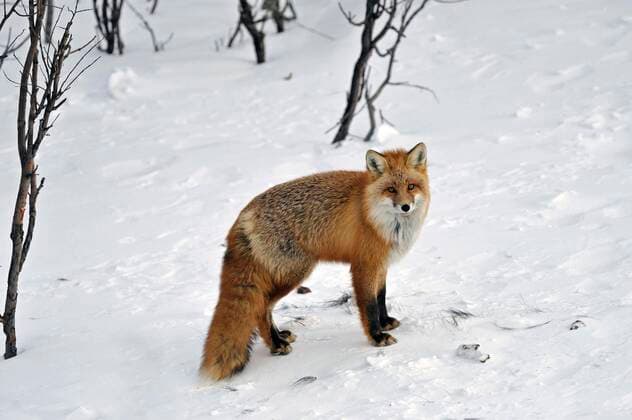 Rotfuchs (Vulpes vulpes), Winterpelz, Schnee, Nord-Yukon, Kanada, Nordamerika Copyright: imageBROKER/GerhardxKraus ibxgek04911456.jpg