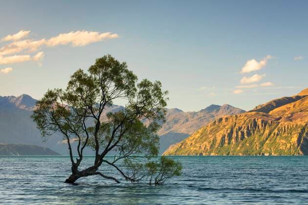 IMAGO Nature: Unsere Erde, Naturschutz, Naturschutzgebiete in Ozeanien Weide (Salix) im Lake Wanaka im Abendlicht, Mount-Aspiring Nationalpark, UNESCO Weltnaturerbe, Otago, Südinsel, Neuseeland, Ozeanien *** Willow Salix in Lake Wanaka in the evening light, Mount Aspiring National Park, UNESCO World Heritage Site, Otago, South Island, New Zealand, Oceania Copyright: imageBROKER/FranzxWalter ibxmal05849114.jpg