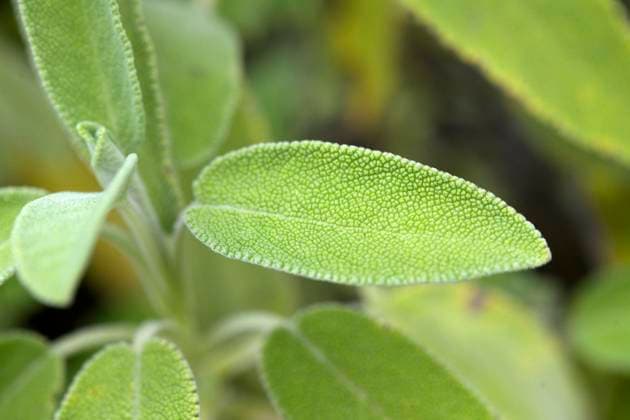 27.08.2020, Kurpark in Bad Wörishofen, Im Sebastian-Kneipp-Garten: Echter Salbei (Salvia officinalis) 27.08.2020, Bad Wörishofen Kurpark 27.08.2020, Bad Wörishofen Kurpark *** 27 08 2020, Spa gardens in Bad Wörishofen, Im Sebastian Kneipp Garden Real sage Salvia officinalis 27 08 2020, Bad Wörishofen Spa gardens 27 08 2020, Bad Wörishofen Spa gardens