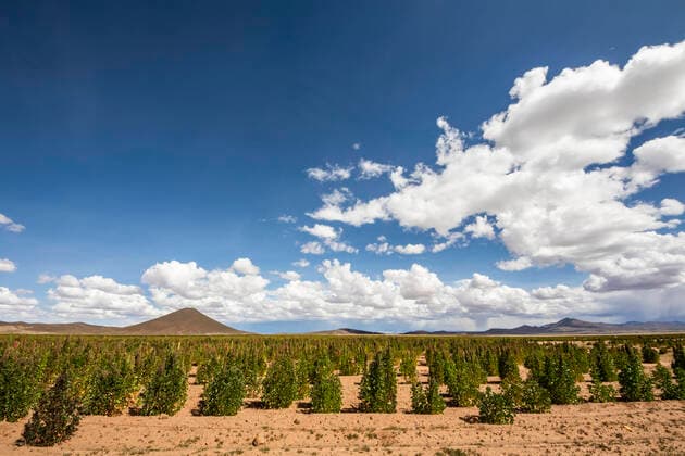 IMAGO Nature: Unsere Erde, Klimawandel, Ernährung, Pflanzen der Zukunft, Quinoa IMAGO Nature: Unsere Erde, Klimawandel, Ernährung, Pflanzen der Zukunft, Quinoa Landwirtschaft, Quinoa Anbau Quinoa plantation; Nor Lipez Province, Potosi Department, Bolivia  Copyright: PeterxLanger 13612680
