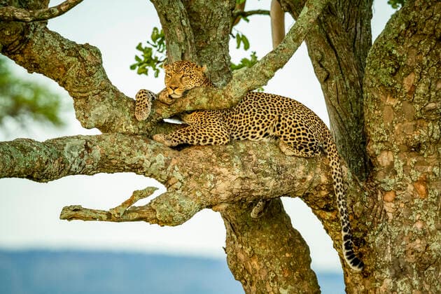 IMAGO Nature: Unsere Erde, Tiere, Tierische Meister der Tarnung Leopard (Panthera pardus) lying in a tree relaxing and resting head and paw on branch; Tanzania  Copyright: NickxDale 33294332