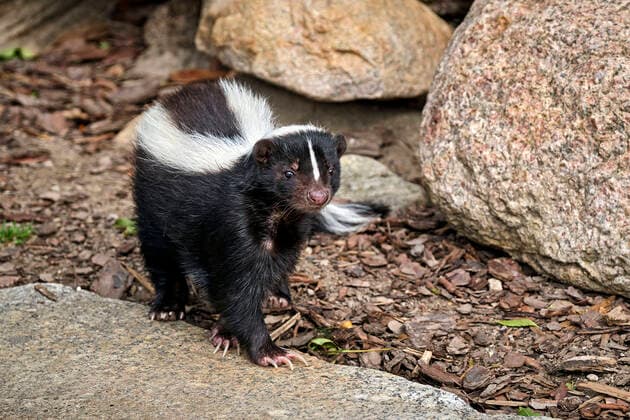 IMAGO Nature: Unsere Erde, Tiere, Gestreifte Tierarten Tiergarten Delitzsch. Streifenskunk ( Mephitis mephitis ) im Tiergarten Delitzsch. 20200927MIC0403 *** Zoo Delitzsch Striped skunk Mephitis mephitis in the zoo Delitzsch 20200927MIC0403