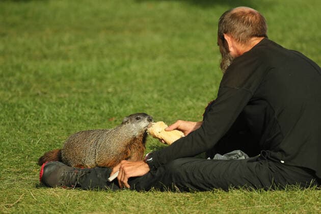 August 28, 2020, Toronto, Ontario, Canada: A homeless man named Steve shares his breakfast - a roast beef sandwich - with a large woodchuck (marmota monax) at humber bay park in west Toronto. Toronto Canada - ZUMAs109 20200828_zaf_s109_003 Copyright: xChristopherxDrostx