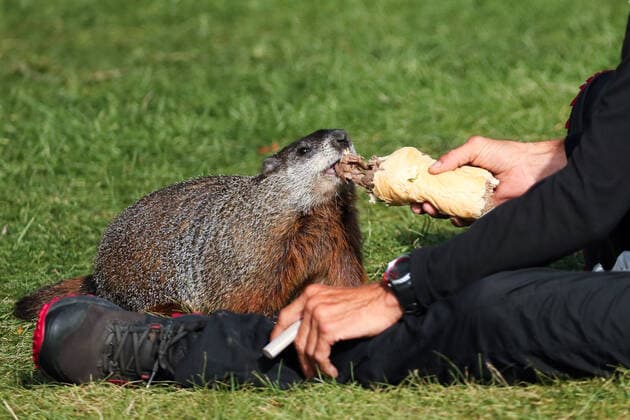 August 28, 2020, Toronto, Ontario, Canada: A homeless man named Steve shares his breakfast - a roast beef sandwich - with a large woodchuck (marmota monax) at humber bay park in west Toronto. Toronto Canada - ZUMAs109 20200828_zaf_s109_017 Copyright: xChristopherxDrostx
