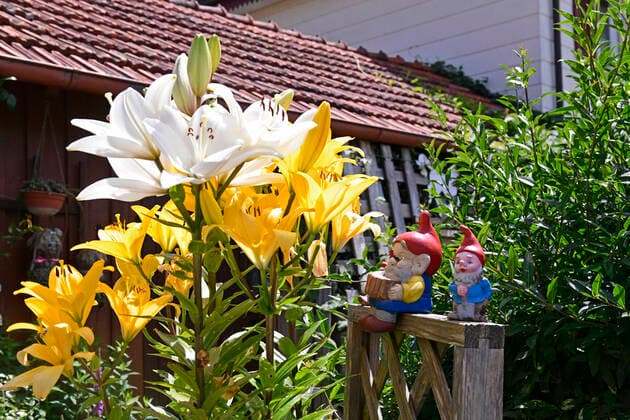 04.07.2020, Bauerngärten, Stockheim bei Bad Wörishofen 04.07.2020, Bauerngärten Stockheim 04.07.2020, Bauerngärten Stockheim *** 04 07 2020, Farmers gardens, Stockheim near Bad Wörishofen 04 07 2020, Farmers gardens Stockheim 04 07 2020, Farmers gardens Stockheim
