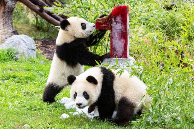 Bilder des Jahres 2020, Entertainment 09 September Entertainment Themen der Woche KW36 Bilder des Jahres 2020, Entertainment 08 August News Bilder des Tages (200831) -- BERLIN, Aug. 31, 2020 -- Giant panda twins Meng Xiang and Meng Yuan are seen near their birthday cake at Berlin Zoo in Berlin, capital of Germany, Aug. 31, 2020. The giant panda twins Meng Xiang and Meng Yuan, which were the first-ever twin giant pandas born in Germany, celebrated their first birthday at the zoo on Monday. (Berlin Zoo Handout via Xinhua) FOR EDITORIAL USE ONLY GERMANY-BERLIN-GIANT PANDA TWINS-1ST BIRTHDAY CELEBRATION ShanxYuqi 
