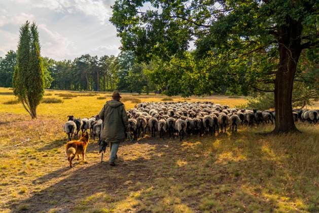 Heidschnucken Herde, in der Höpener Heide, Schneverdingen, Heideblüte der Besenheide, im Naturschutzgebiet Lüneburger Heide, Niedersachsen, Deutschland, Heidschnucken Herde *** Heidschnucken herd, in the Höpener Heath, Schneverdingen, heather bloom of the Besenheide, in the nature reserve Lüneburger Heath, Lower Saxony, Germany, Heidschnucken herd