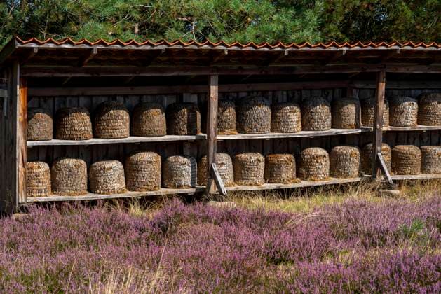 Bienenkörbe, Bienenstücke in der Höpener Heide, Heideblüte der Besenheide, im Naturschutzgebiet Lüneburger Heide, Niedersachsen, Deutschland, Lüneburger Heide *** Beehives, bee pieces in the Höpener Heide, heather bloom of the Besenheide, in the nature reserve Lüneburger Heide, Lower Saxony, Germany, Lüneburger Heide