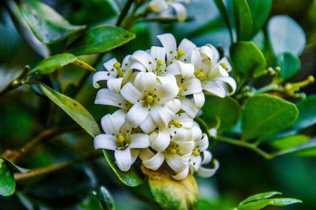 IMAGO Nature: Unsere Erde: Pflanzenwelt: Bedrohte Arten Jiulixiang flowers bloom  688993396646608921