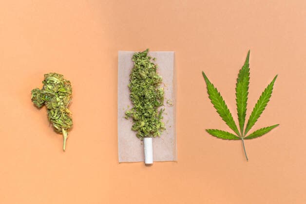 Rolling a cannabis joint: marijuana bud, leaf and joint ready to roll. Madrid, Community of Madrid, Spain CR_SCOVMN200828-480859-01