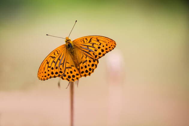 Kaisermantel, Silberstrich (Argynnis paphia), sitzt auf Bluete, Deutschland, NRW silver-washed fritillary (Argynnis paphia), sitting on inflorescence, Germany, North Rhine-Westphalia BLWS627615 *** Emperors coat, silver washed Argynnis paphia , sitting on Bluete, Germany, NRW silver washed fritillary Argynnis paphia , sitting on inflorescence, Germany, North Rhine Westphalia BLWS627615 Copyright: xblickwinkel AGAMI W.xLeursx