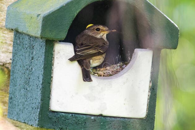 Grauschnaepper, Grau-Schnaepper (Muscicapa striata), fuettert Kueken im Nistkasten, Niederlande, Friesland spotted flycatcher (Muscicapa striata), feeding chicks in nestbox , Netherlands, Frisia BLWS627627 *** Grey snapper, Grey snapper Muscicapa striata, feeding chicks in nestbox, Netherlands, Friesland spotted flycatcher Muscicapa striata, feeding chicks in nestbox, Netherlands, Frisia BLWS627627 Copyright: xblickwinkel AGAMI W.xLeursx