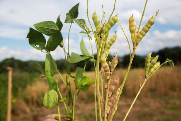 Eiweißpflanzen für die Fütterung - Sojabohnen und Lupinen Anbau. V.l.n.r. Wolfram Ruopp, Christoph Mauthe, Carloin Blessing. Eiweißpflanzen für die Fütterung - Sojabohnen und Lupinen Anbau. V.l.n.r. Wolfram Ruopp, Christoph Mauthe, Carloin Blessing. *** Protein plants for feeding Soybeans and Lupines Cultivation V l n r Wolfram Ruopp, Christoph Mauthe, Carloin Blessing Protein plants for feeding Soybeans and Lupines Cultivation V l n r Wolfram Ruopp, Christoph Mauthe, Carloin Blessing