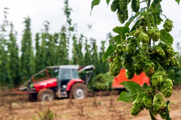 News Bilder des Tages 01.09.2020, Deutschland, Sachsen,Lausitz, Auschkowitz: Bei der Taucherwald Agrar GmbH läuft am 1.9.2020 die Hopfenernte auf den Feldern in Auschkowitz. Angebaut wird auf zirka 50 Hektar Fläche. Das Areal gehört zum deutschen Hopfenanbaugebiet Elbe-Saale. Angepflanzt sind zur Zeit die Sorten Hallertauer Magnum, Herkules, Saazer, Hüll Melon, Mandarina Bavaria, Polaris und Amarillo.Blick auf die Kurve zwischen Dr.Külz-Straße und Gemeindegut. *** 01 09 2020, Germany, Saxony, Lausitz, Auschkowitz At Taucherwald Agrar GmbH the hop harvest starts on 1 9 2020 on the fields in Auschkowitz Cultivated on an area of about 50 hectares The area belongs to the German hop-growing region Elbe Saale The varieties Hallertauer Magnum, Herkules, Saazer, Hüll
