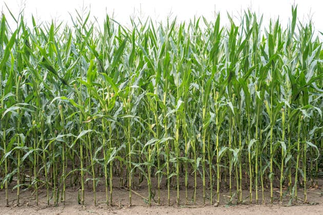 Maispflanzen auf einem landwirtschaftlich genutztem Acker. 13.08.2020, Colditz, GER - Maispflanzen auf einem landwirtschaftlich genutztem Acker., Colditz Sachsen Deutschland, DEU Maisfeld *** Maize plants on an agricultural field 13 08 2020, Colditz, GER Maize plants on an agricultural field, Colditz Saxony Germany, DEU Maisfeld