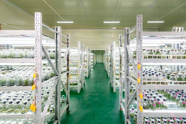 IMAGO Creative: Klimawandel - Zukunft und Innovation Orchid tissue culture seedlings in the tissue culture room of the Orchid Science and Technology Research Institute in Wengyuan County Orchid Industrial Park, Shaoguan City, Guangdong Province, China  741037147460075583