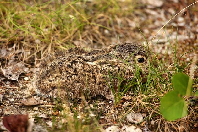 IMAGO Nature: Unsere Erde, Tiere, Tierische Meister der Tarnung Europaeischer Hase, Europaeischer Feldhase (Lepus europaeus), kleiner Junghase drueckt sich auf dem Waldboden, Deutschland, Sachsen European hare, Brown hare (Lepus europaeus), little young hare ducked on the ground, Germany, Saxony BLWS628303 *** European hare, European field hare Lepus europaeus , small young hare ducked on the ground, Germany, Saxony European hare, Brown hare Lepus europaeus , little young hare ducked on the ground, Germany, Saxony BLWS628303 Copyright: xblickwinkel S.xMeyersx