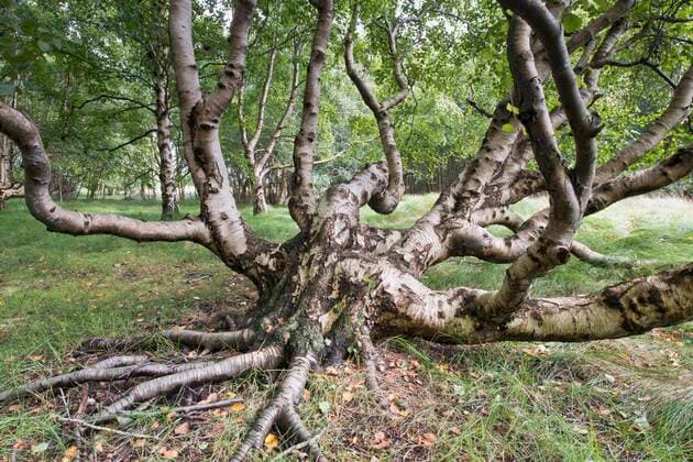  Moorbirke (Betula pubescens), Baltrum, Niedersachsen, Deutschland, Europa *** Downy birch Betula pubescens, Baltrum, Lower Saxony, Germany, Europe Copyright: imageBROKER/ErhardxNerger ibxenh05854628.jpg