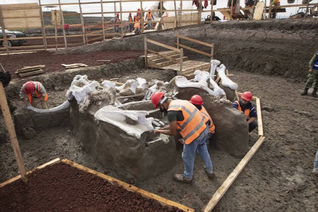 Bilder des Jahres 2020, News 09 September News Themen der Woche KW37 News Bilder des Tages (200911) -- MEXICO CITY, Sept. 11, 2020 -- Archeologists excavate bones of mammoth skeletons found at the construction site of the new Felipe Angeles International Airport in Mexico City, Mexico, Sept. 10, 2020. (Photo by Ricardo Flores Xinhua) MEXICO-MEXICO CITY-MAMMOTH SKELETONS-DISCOVERY XinxYuewei 