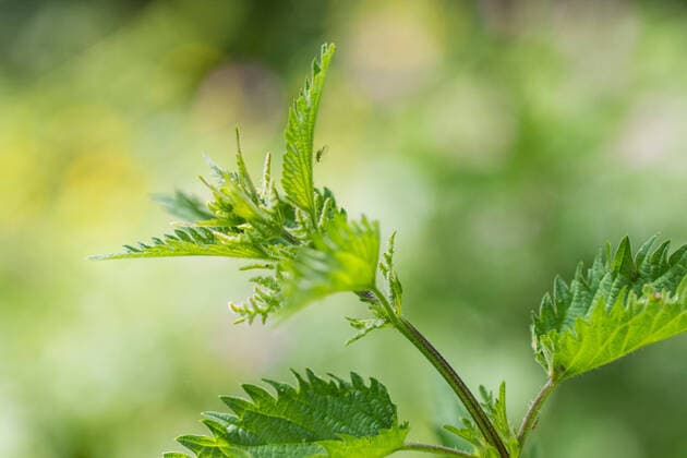 Grosse Brennnessel, Grosse Brennessel (Urtica dioica), Blaetter, Niederlande stinging nettle (Urtica dioica), leaves, Netherlands BLWS628536 *** Stinging nettle, stinging nettle Urtica dioica , leaves, Netherlands BLWS628536 Copyright: xblickwinkel AGAMI W.xLeursx