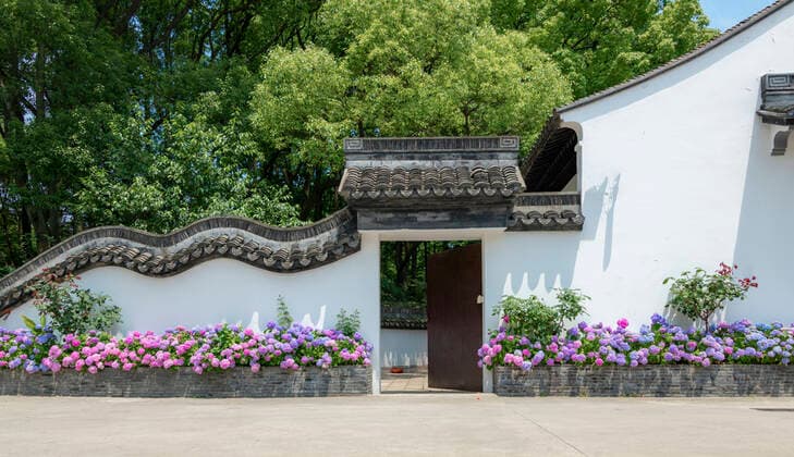 Hydrangeas under the corner of Drunk Baichi Park in Shanghai, China  752963103413108837