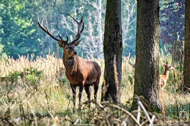 Wildgatter Oberrabenstein ( Chemnitz ). Rotwild ( Cervus elaphus ) im Wildgatter Oberrabenstein ( Chemnitz ). 20200907MIC0415 *** Game preserve Oberrabenstein Chemnitz Red deer Cervus elaphus in game preserve Oberrabenstein Chemnitz 20200907MIC0415
