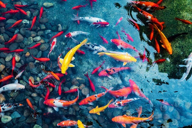 Koi in the park pond  758097230008418314