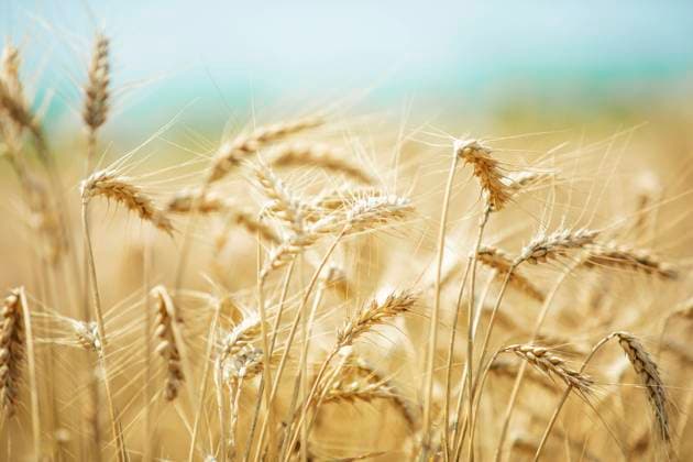 IMAGO Nature: Unsere Erde, Klimawandel, Ernährung, Pflanzen der Zukunft, Hafer Autumn harvest, wheat close-up wheat field. Background of wheat ripe spike. Harvest and food concept, harvest season.  758106953816211461