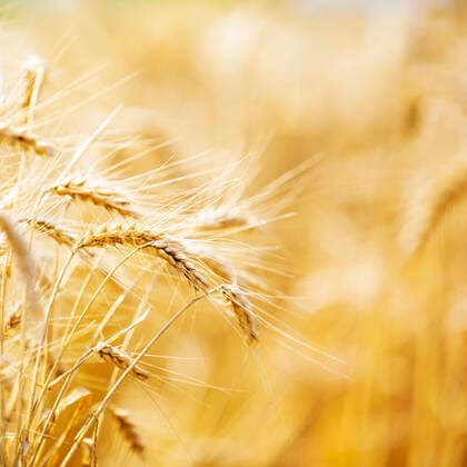 IMAGO Nature: Unsere Erde, Klimawandel, Ernährung, Pflanzen der Zukunft, Hafer Autumn harvest, wheat close-up wheat field. Background of wheat ripe spike. Harvest and food concept, harvest season.  758106962406146069