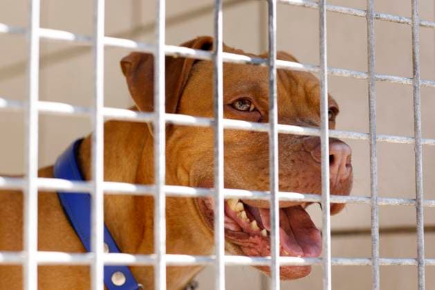 Hunde im Tierheim Dellbrück warten auf Vermittlung. (Symbolbild, Themenbild) Köln, 15.09.2020 *** Dogs in the animal shelter Dellbrück wait for mediation Symbol picture, theme picture Cologne, 15 09 2020 Foto:xC.xHardtx xFuturexImage