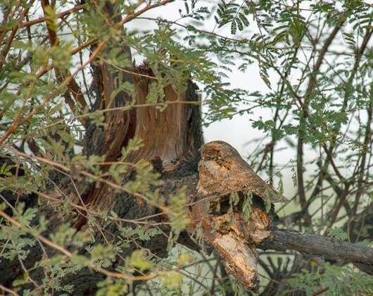 IMAGO Nature: Unsere Erde, Tiere, Tierische Meister der Tarnung Hindunachtschwalbe, Hindu-Nachtschwalbe (Caprimulgus asiaticus), schlaeft bei Tag auf einem Baum, Indien, Baratphur Indian nightjar (Caprimulgus asiaticus), roosting during the day in a tree, India, Baratphur BLWS628999 *** Hindu nightjar Caprimulgus asiaticus , sleeping during the day on a tree, India, Baratphur Indian nightjar Caprimulgus asiaticus , roosting during the day in a tree, India, Baratphur BLWS628999 Copyright: xblickwinkel AGAMI M.xGuytx