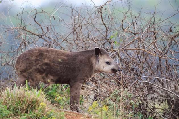 South America, Brasilia, Mato Grosso do Sul, Pantanal, Brazilian tapir, Tapirus terrestris FO006523