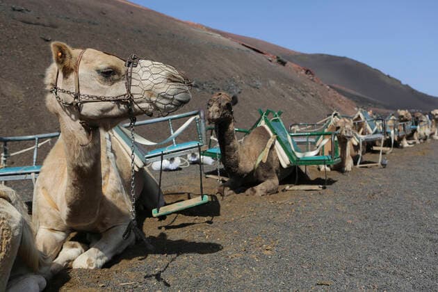 Spain, Lanzarote, Timanfaya National Park, Camaels sitting in sand JAT000457