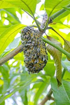 Nest von Wildbienen, Phang Nga, Südthailand, McPINS *** Wild bee nest, Phang Nga, southern Thailand, McPINS McPINS