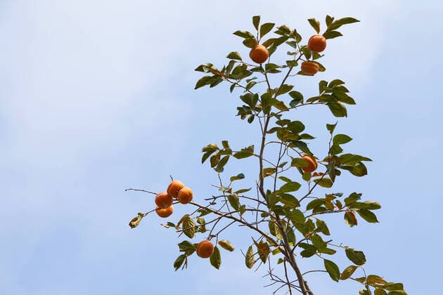 IMAGO Creative: Klimawandel - Grüne Erholung Persimmon tree  789773739097980941