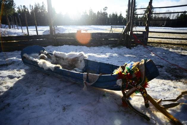 Traditional reindeer sledge. In the Reindeer farm of Tuula Airamo, a S·mi descendant, by Muttus Lake. Inari, Lapland, Finland Inari Lapland Finland Copyright: xNanoxCalvox NN-LAPADV1-219