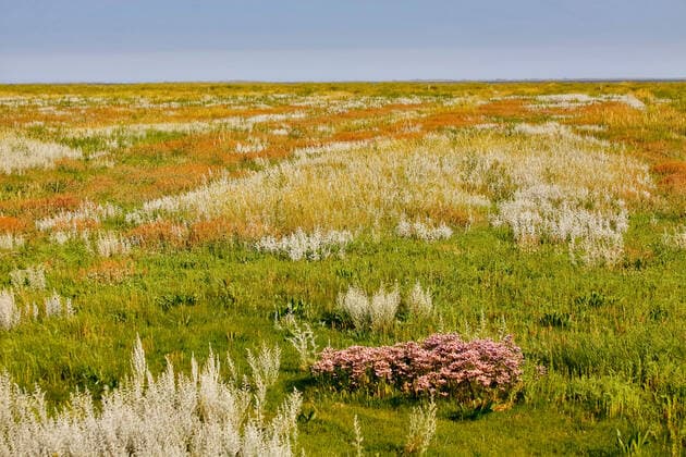 Strandflieder, Strand-Flieder (Limonium vulgare), Salzwiesen an der Nordsee, Deutschland, Niedersachsen, Harlingersiel common sea-lavender, mediterranean sea-lavender (Limonium vulgare), salt marshes an North sea, Germany, Lower Saxony, Harlingersiel BLWS629235 *** Lilac Limonium vulgare , salt marshes at the North sea, Germany, Lower Saxony, Harlingersiel common sea lavender, mediterranean sea lavender Limonium vulgare , salt marshes at North sea, Germany, Lower Saxony, Harlingersiel BLWS629235 Copyright: xblickwinkel C.xStennerx