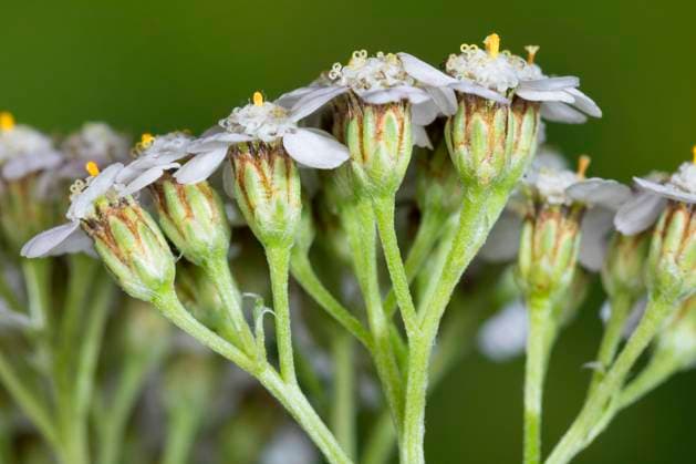 Gemeine Schafgarbe, Schafgarbe (Achillea millefolium), bluehend, Deutschland Yarrow, Common yarrow (Achillea millefolium), blooming, Germany BLWS629273 *** Common yarrow, Yarrow Achillea millefolium , blooming, Germany Yarrow, Common yarrow Achillea millefolium , blooming, Germany BLWS629273 Copyright: xblickwinkel F.xHeckerx