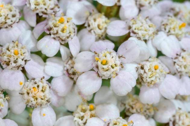 Gemeine Schafgarbe, Schafgarbe (Achillea millefolium), bluehend, Deutschland Yarrow, Common yarrow (Achillea millefolium), blooming, Germany BLWS629277 *** Common yarrow, Yarrow Achillea millefolium , blooming, Germany Yarrow, Common yarrow Achillea millefolium , blooming, Germany BLWS629277 Copyright: xblickwinkel F.xHeckerx