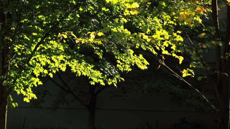 IMAGO Creative, Sommer, Schatten-Plätze bei Hitze Maple leaves in the Royal Botanical Gardens of Canada  804607911890649121