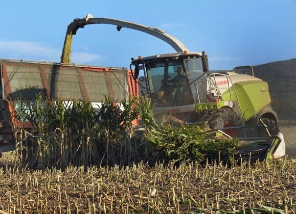 Mais wird gehaeckselt fuer eine Biogasanlage in Goslar am Harz im Bundesland Niedersachsen. Mais haeckseln *** Maize is chopped for a biogas plant in Goslar am Harz in the state of Lower Saxony