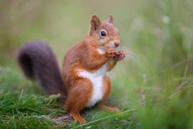 Portrait of Eurasian red squirrel (Sciurus vulgaris) feeding on grass MJOF01821