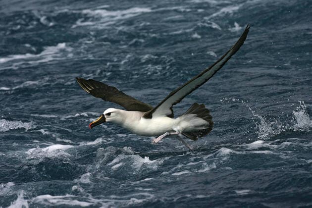 Gelbnasenalbatros, Gelbnasen-Albatros (Thalassarche chlororhynchos), Altvogel startet vom Meer aus, Tristan da Cunha Atlantic yellow-nosed albatross (Thalassarche chlororhynchos), flying low over southern Atlantic ocean, taking off from the surface, Tristan da Cunha BLWS629445