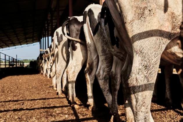 Herd of cows standing in row at farm property released VEGF02864