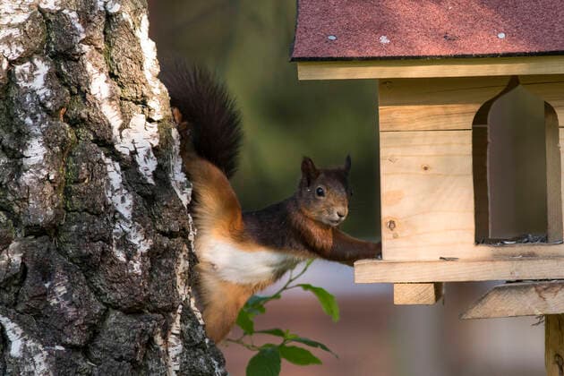 Eurasian squirrel reaching for seeds in birdhouse by tree trunk ZCF00985