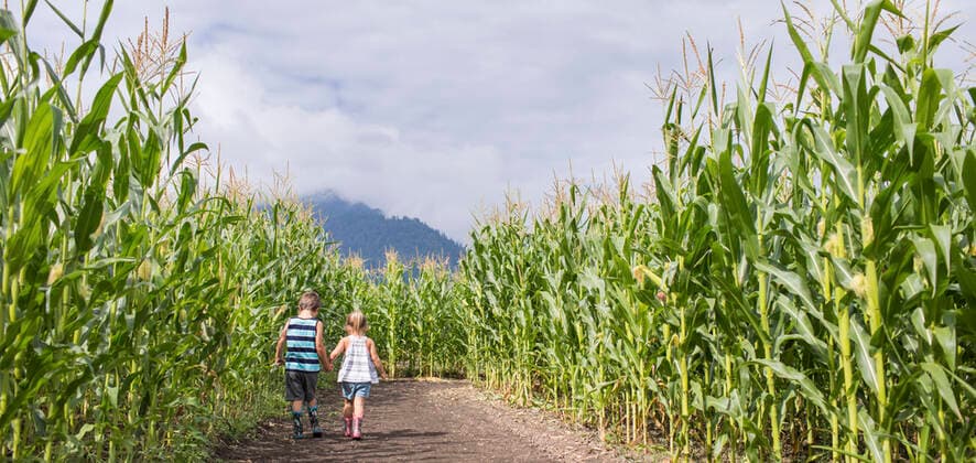 Panoramic image of young boy and girl exploring corn maze Chilliwack, BC, Canada CR_JDIP200923B-495107-01 ,model released, Symbolfoto