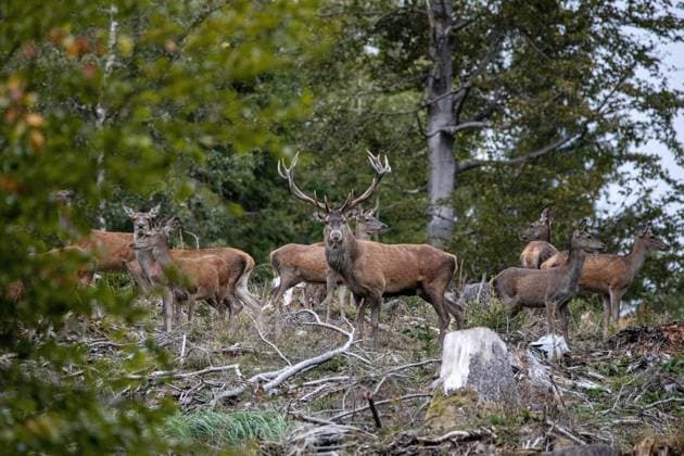 Rotwild im Taunus 28.09.2020, Schmitten (Hessen): Ein Hirsch und mehrere Hirschkühe stehen am Abend im Wald unterhalb des Großen Feldbergs im Taunus., Schmitten Deutschland *** Red Deer in the Taunus 28 09 2020, Schmitten Hessen A stag and several deer cows are standing in the evening in the forest below the Großer Feldberg im Taunus , Schmitten Germany