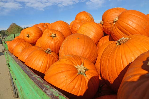 Herbst, die Kürbiszeit hat begonnen. Verkauf von Kürbissen auf einem Feld bei Ludwigshafen, Rheinland-Pfalz *** Autumn, the pumpkin season has started selling pumpkins on a field near Ludwigshafen, Rhineland-Palatinate Copyright: xx