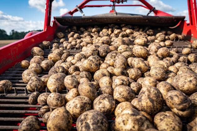 Kartoffelernte - Sortier- und Reinigungsförderband mit geernteten Kartoffen auf einem modernen Kartoffelroder. Landwirtschaftliches Symbolfoto. Kartoffelanbau ist vor allem in Niedersachsen weit verbreitet - für die Lebensmittelindustrie z.B. für die Chips- und Pommes Herstellung aber auch als Industriekartoffel für die Stärkegewinnung. Raum Weser-Ems Niedersachsen Deutschland *** Potato harvesting Sorting and cleaning conveyor belt with harvested potatoes on a modern potato harvester Agricultural symbol photo Potato cultivation is particularly widespread in Lower Saxony for the food industry, e.g. for the production of crisps and chips, but also as an industrial potato for starch production Weser Ems region Lower Saxony Germany